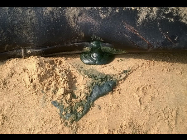 Whales found washed ashore in Tuticorin