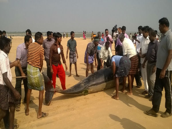 Fishermen trying to save whales
