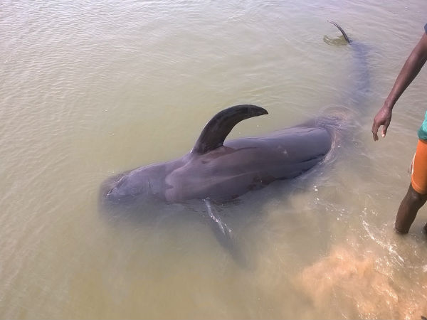 Whales found washed ashore in Tuticorin