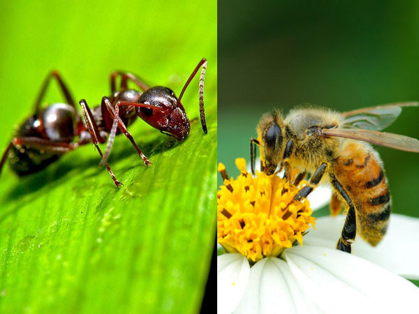 ants-honey-bee ants-honey-bee