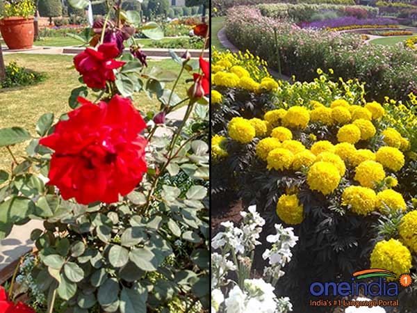 Mughal Gardens is home to over 250 varieties of roses