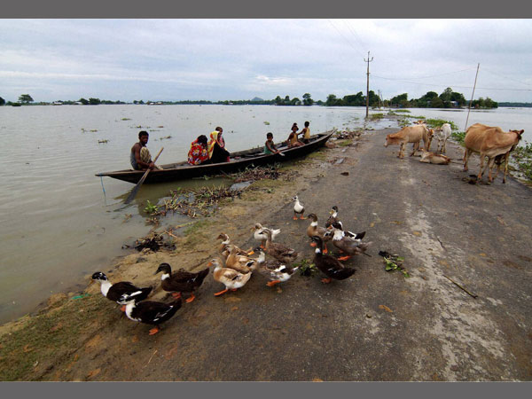 Even birds try their luck during floods