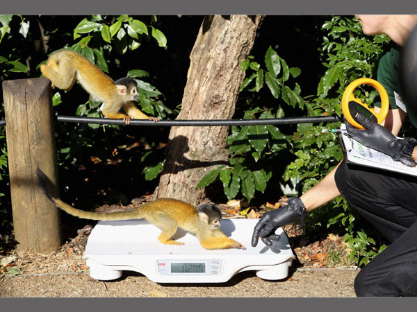 Lightweight creatures