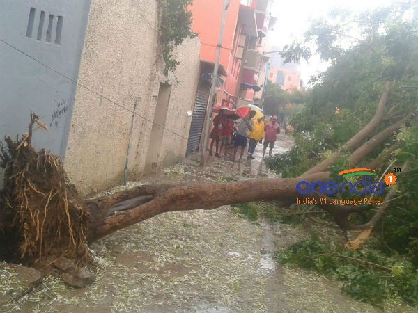 High velocity winds uprooted trees High velocity winds uprooted trees