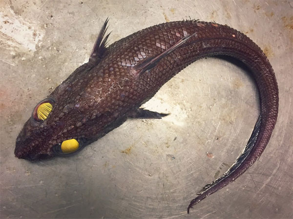 Deep sea fish with glowing eyes