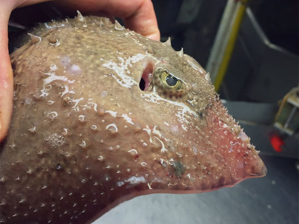 Photos of such fish have baffled everyone