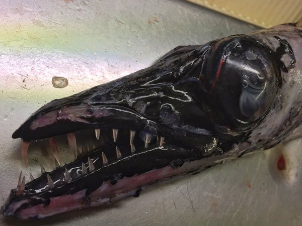 Sharp teeth seen on this Scabbardfish