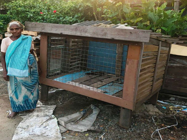 When Stray Dogs found a Home When Stray Dogs found a Home