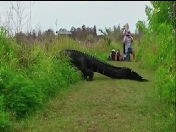 Alligator crosses path non-chalantly Alligator crosses path non-chalantly