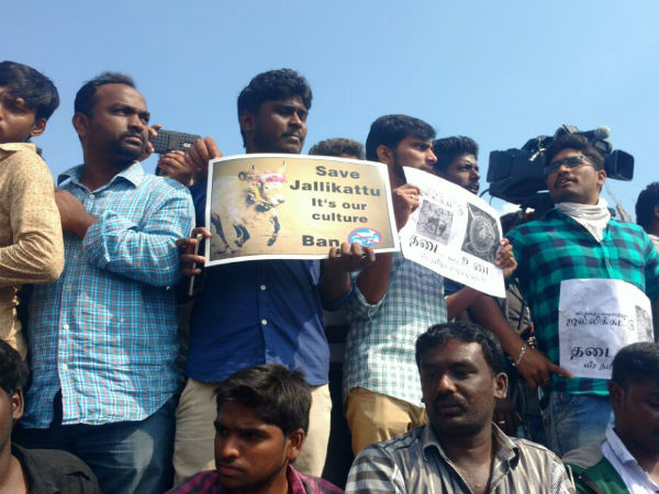 Thousands gather in support of Jallikattu: