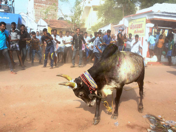 Jallikattu as usual, despite Supreme Court's orders