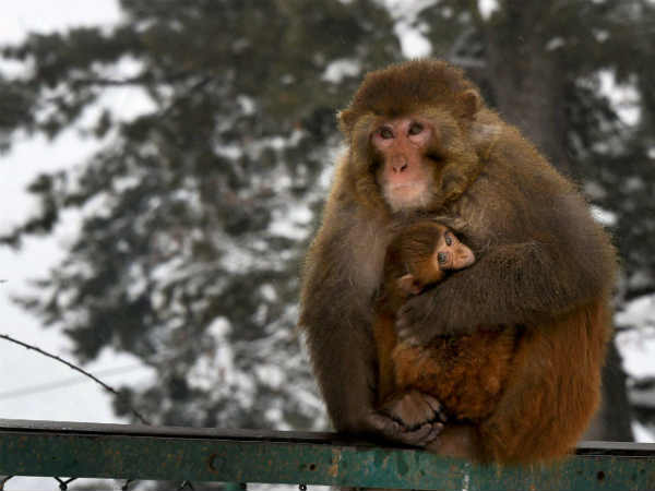 Keeping her lil one warm during snow