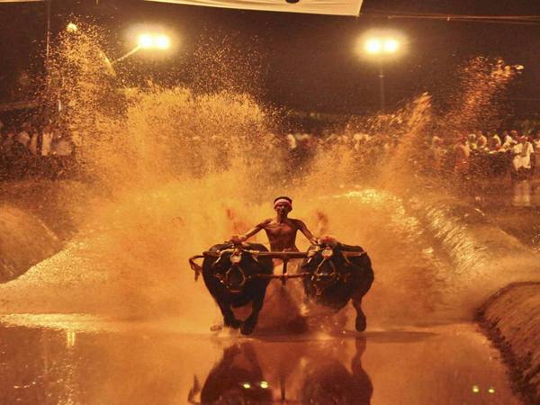Kambala at night