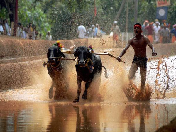 A participant during the Kambala in Mangalore