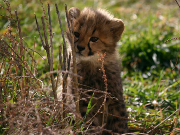 Tiny lil fella a contender too