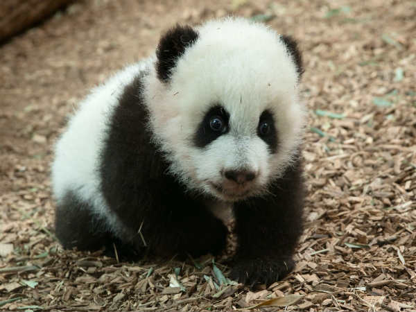 Baby Panda in the race