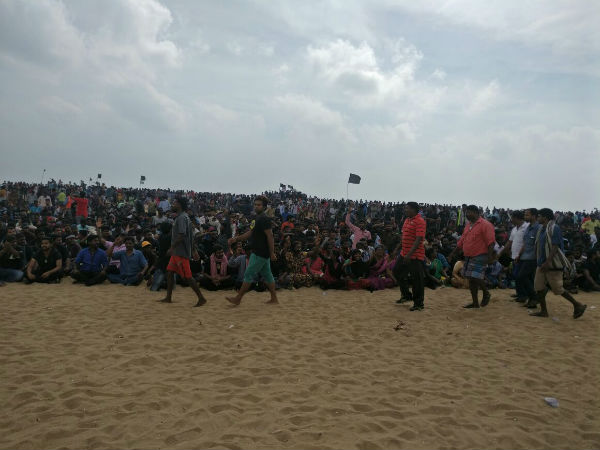jallikattu