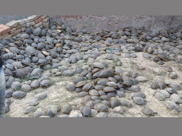 6,400 turtles rescued in UP