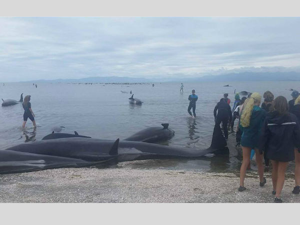 Why whales got stranded