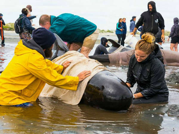 Pilot whale with domed forehead