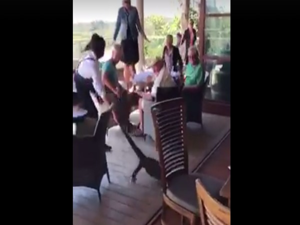 The 'Goanna Girl' dragged it outside