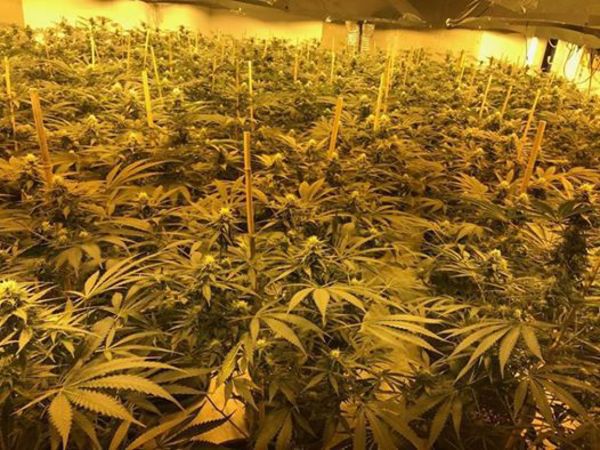 Thousands of cannabis plants