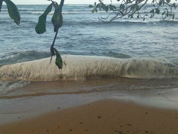 Is it a dead whale or a blobster?