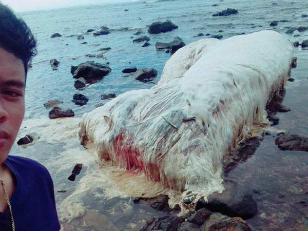 Locals baffled at the sight of the white blob