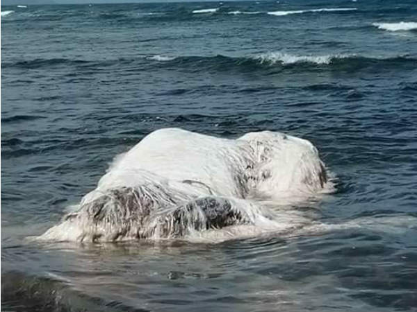 Scientists not convinced