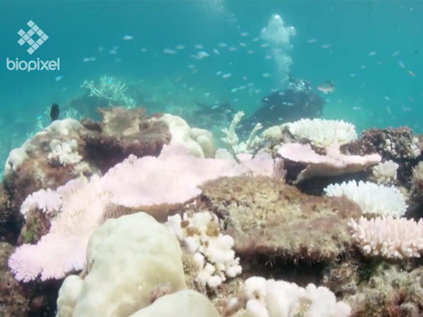 Coral becomes stressed and expels the algae when temperatures are high