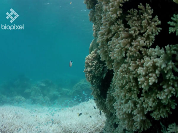 Great Barrier Reef did not have enough time to recover