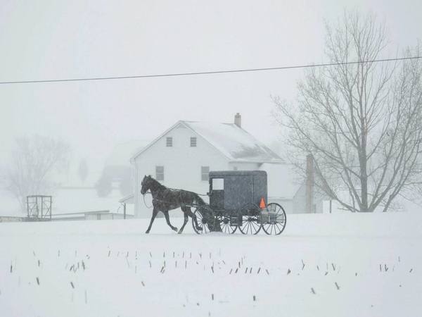 A horse and buggy drive through a winter snow storm