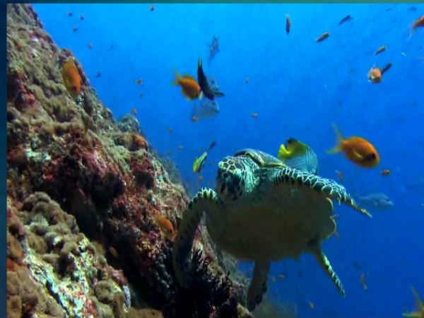 Deaths of turtle increase