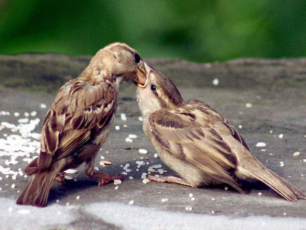 World Sparrow Day