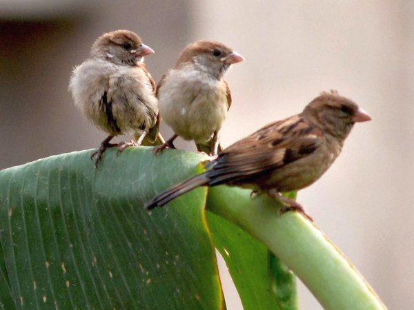 A decline of 58% since 1970