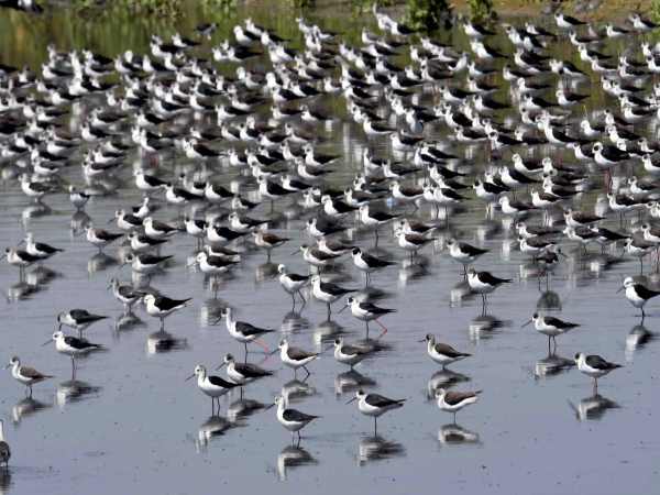 Attain ‘pristine' status of Ganga