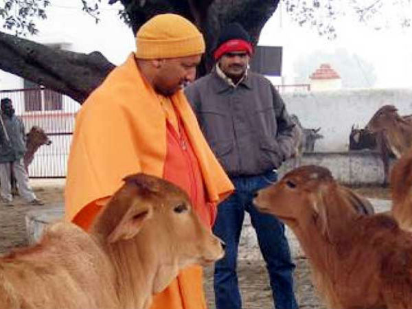 Adityanath's gau seva