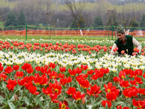 Oh! These lovely tulips