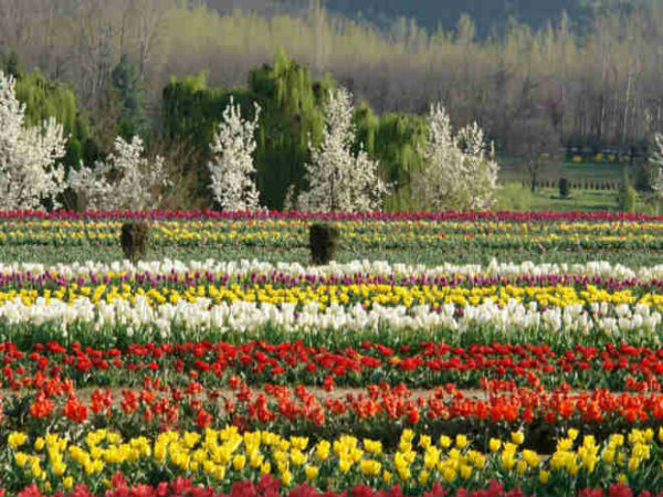 It’s a record: 20 lakh tulips