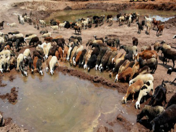 No respite for animals too