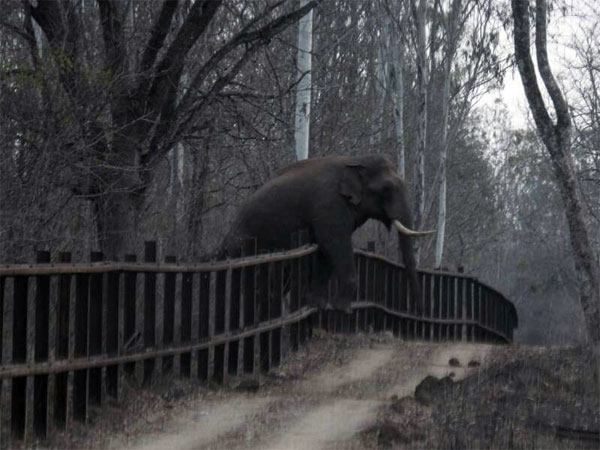 That's the way to cross a fence 