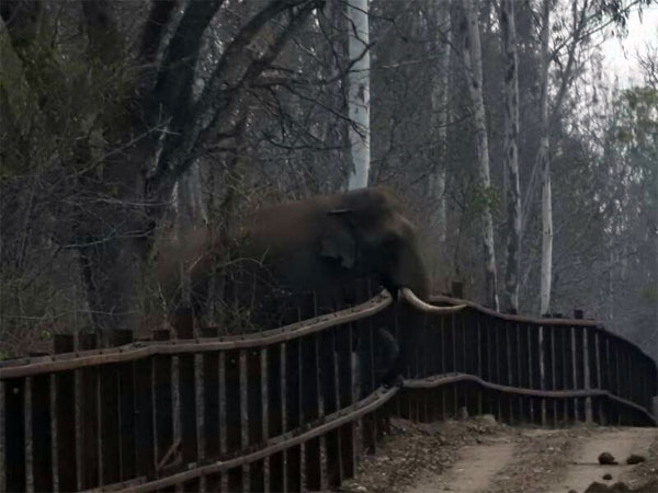 Tusker takes on a challenge