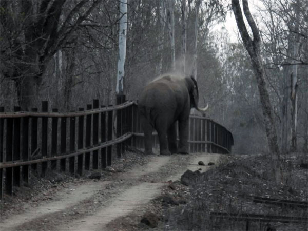 Forest department wakes up