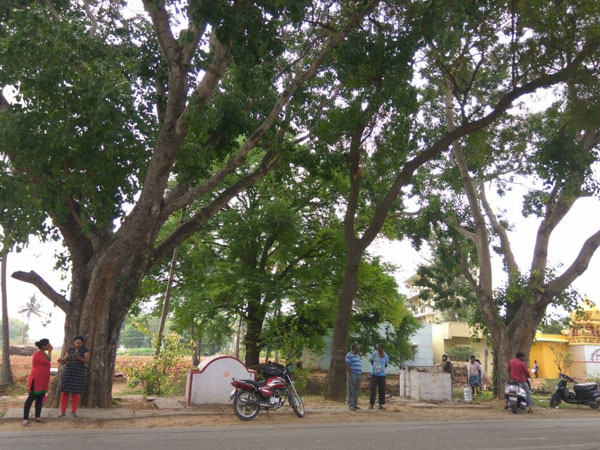 Citizens crowdfund to save trees