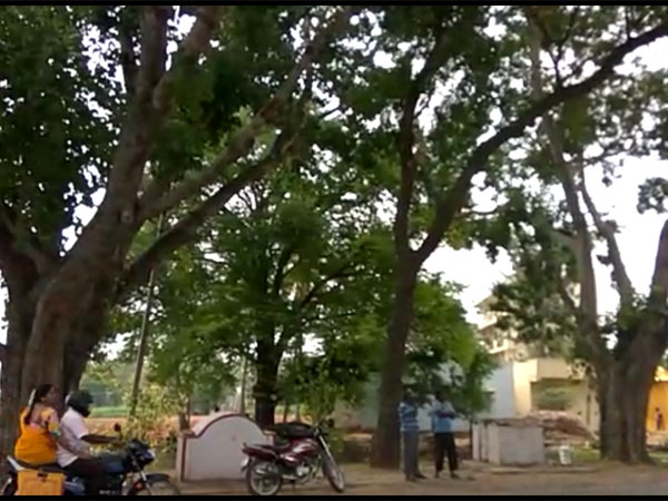 New lease of life for trees