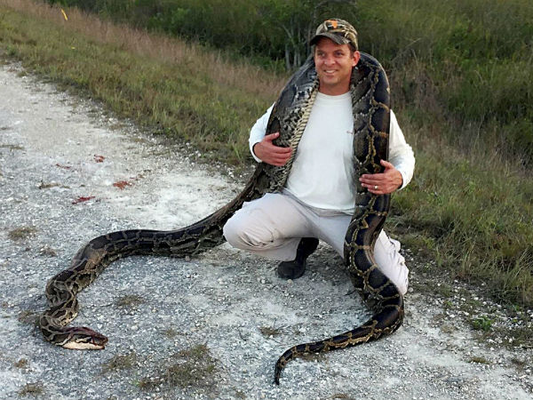 Hunting for Pythons: