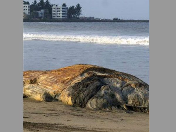 Bryde’s whale, the most commonly found baleen whale