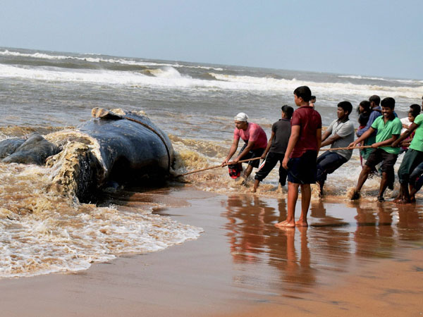 Carcass washed ashore Puri's Balukhanda beach
