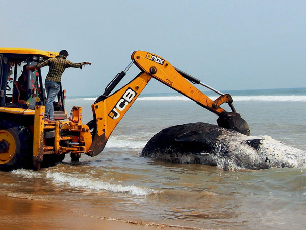 Whale washed ashore in Puri earlier this year