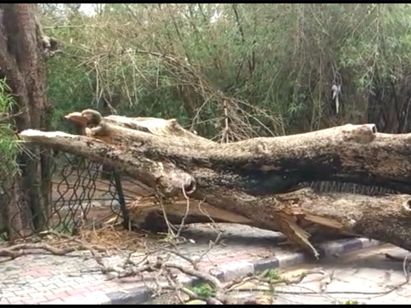 Rain pulls huge trees to the ground